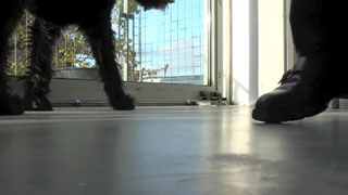Interior Footage with Canine